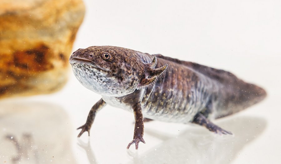 Brownish red salamander with three spike protrusions on the side of its head.