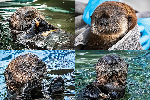 Four sea otter babies