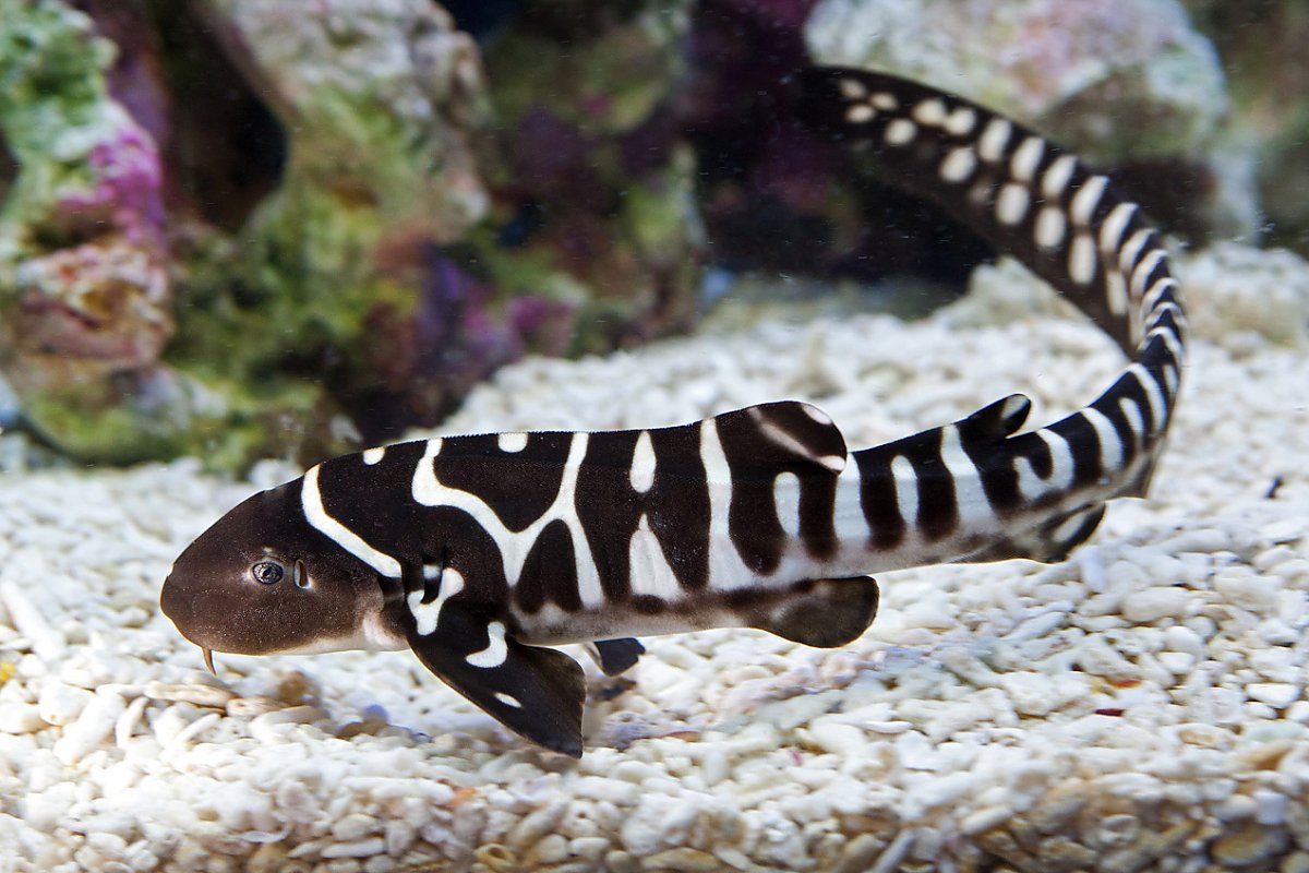 Baby zebra shark with black and white stripes swimming above white pebbles