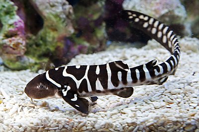 Baby zebra shark with black and white stripes swimming above white pebbles - thumbnail