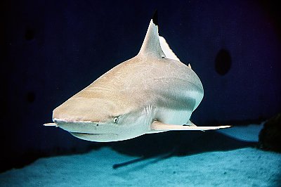 Black Tip Reef Shark swimming at camera - thumbnail