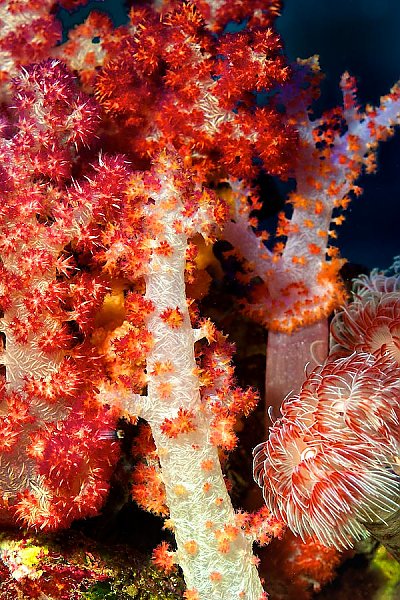 Carnation Coral - thumbnail