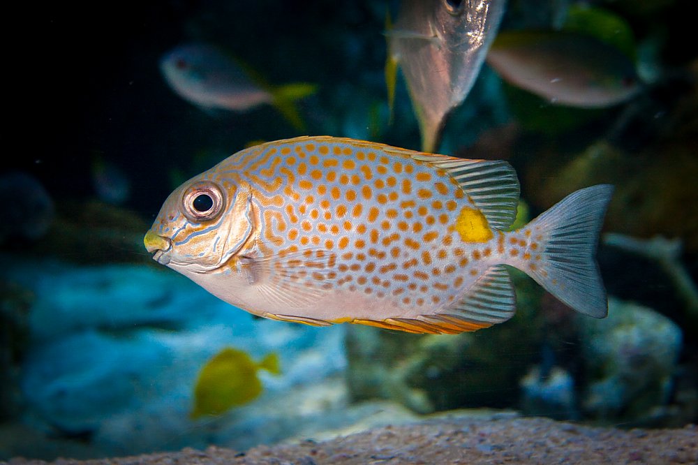 Silver fish with orange spots