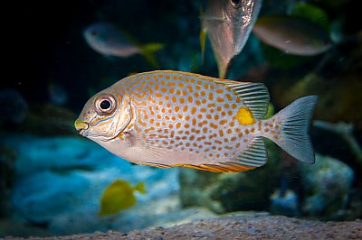 Silver fish with orange spots - thumbnail