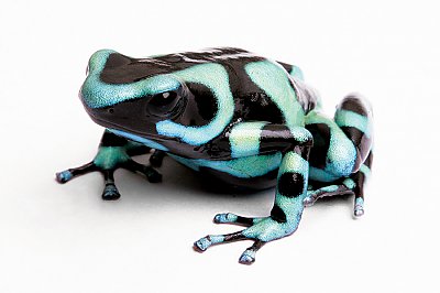 Green and Black Poison Dart Frog - thumbnail