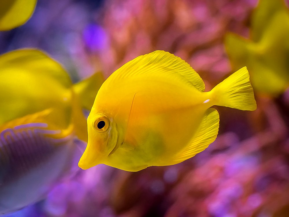 Yellow fish with pinkish blue background
