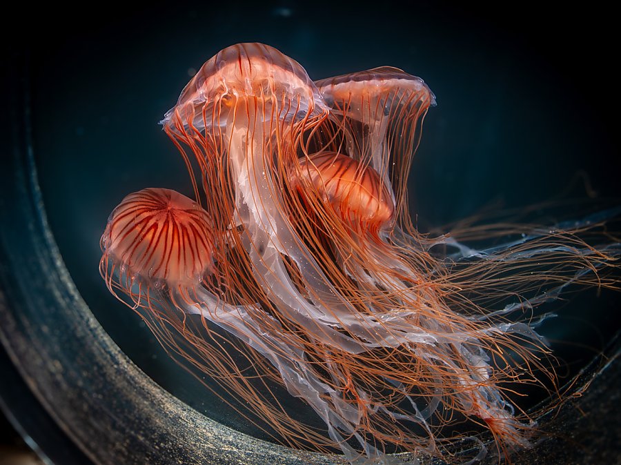 Four purple stripe jellies in a circular tank