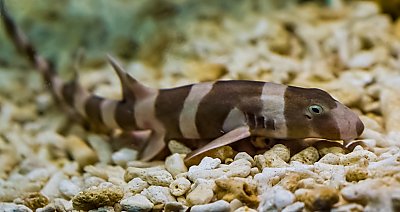 Brown and tan juvenile shark resting on pebbles