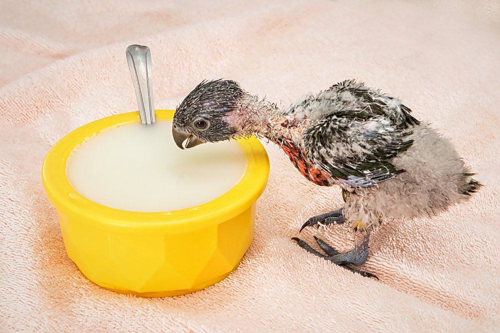Lorikeet chick drinking nectar from small bowl