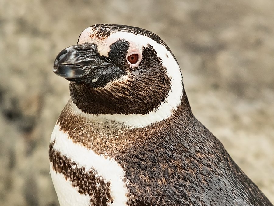 Magellanic Penguins | June Keyes Penguin Habitat | Aquarium of the Pacific