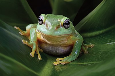 Magnificent Tree Frog - thumbnail