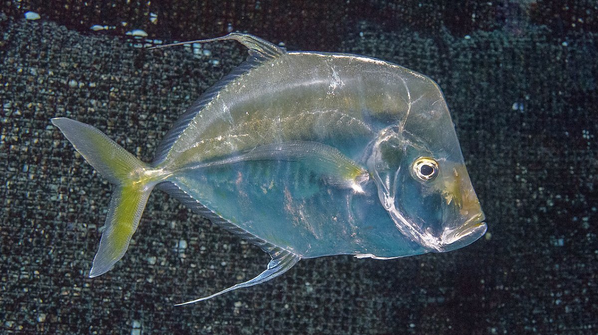 Flat silver fish with light yellow tail