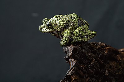 Mossy Frog on branch - thumbnail