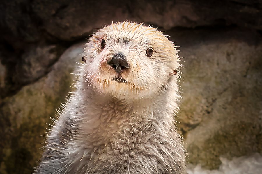 Sea Otter Habitat | Sea Otter Habitat | Aquarium of the Pacific