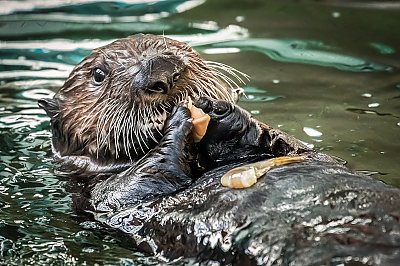 Sea otter pup on its back swimming - thumbnail