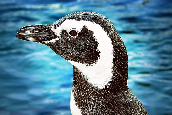 Penguin Admiral Fancy Pants portrait with blue water background