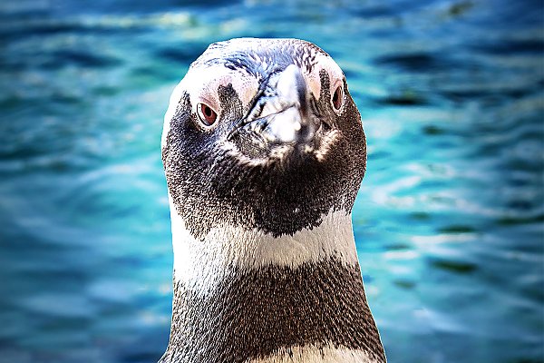 Penguin Floyd portrait with blue water background