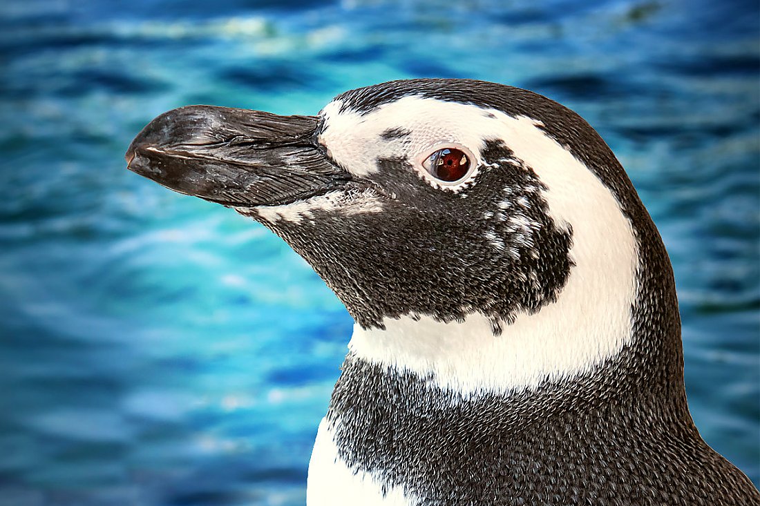 Penguin Gatz portrait with blue water background