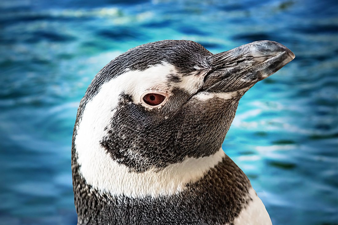 Penguin Heidi with blue water background