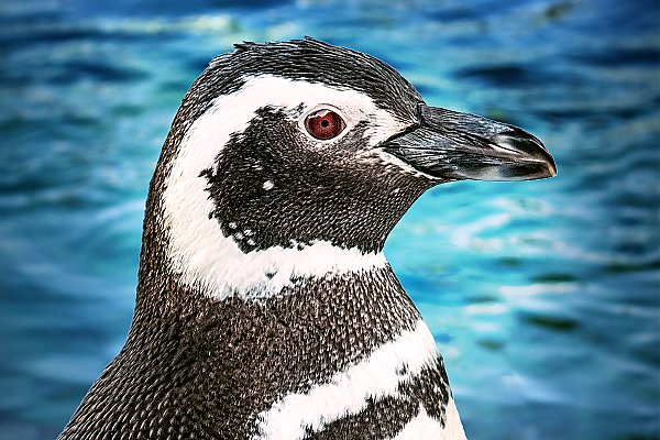 Penguin Jayde with blue water background