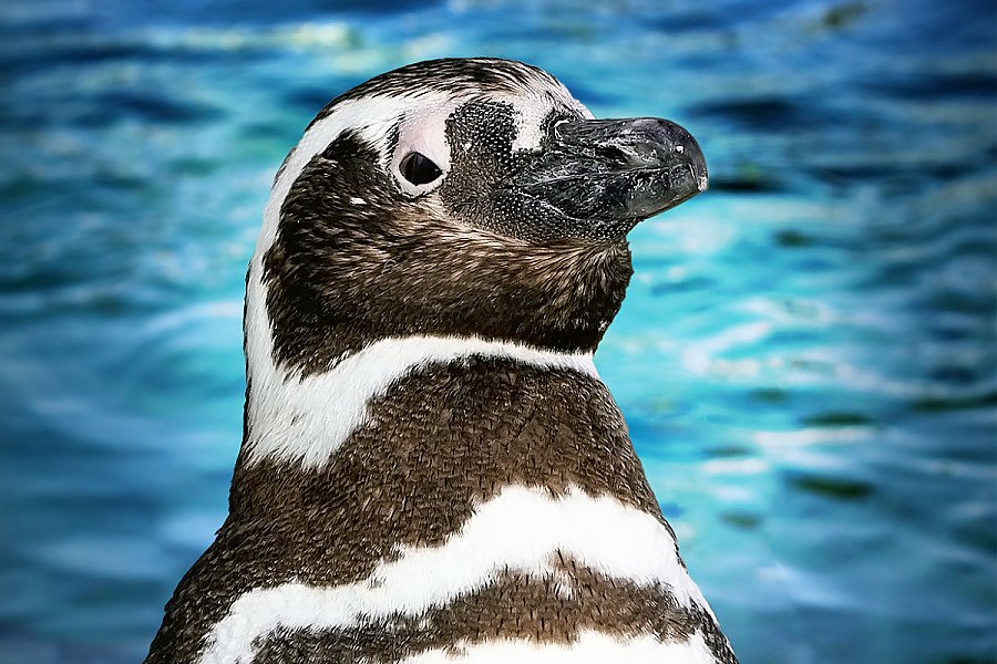 Penguin Patsy with blue water background