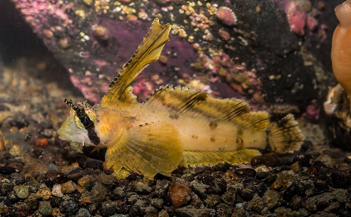 Pale yellow fish resting on bottom with tall dorsal fin and stripe across eye