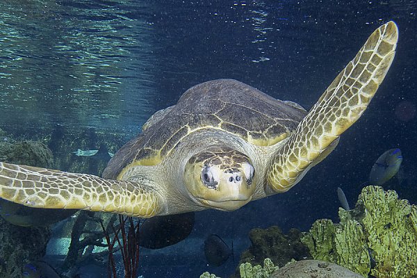 Sea Turtle Front View