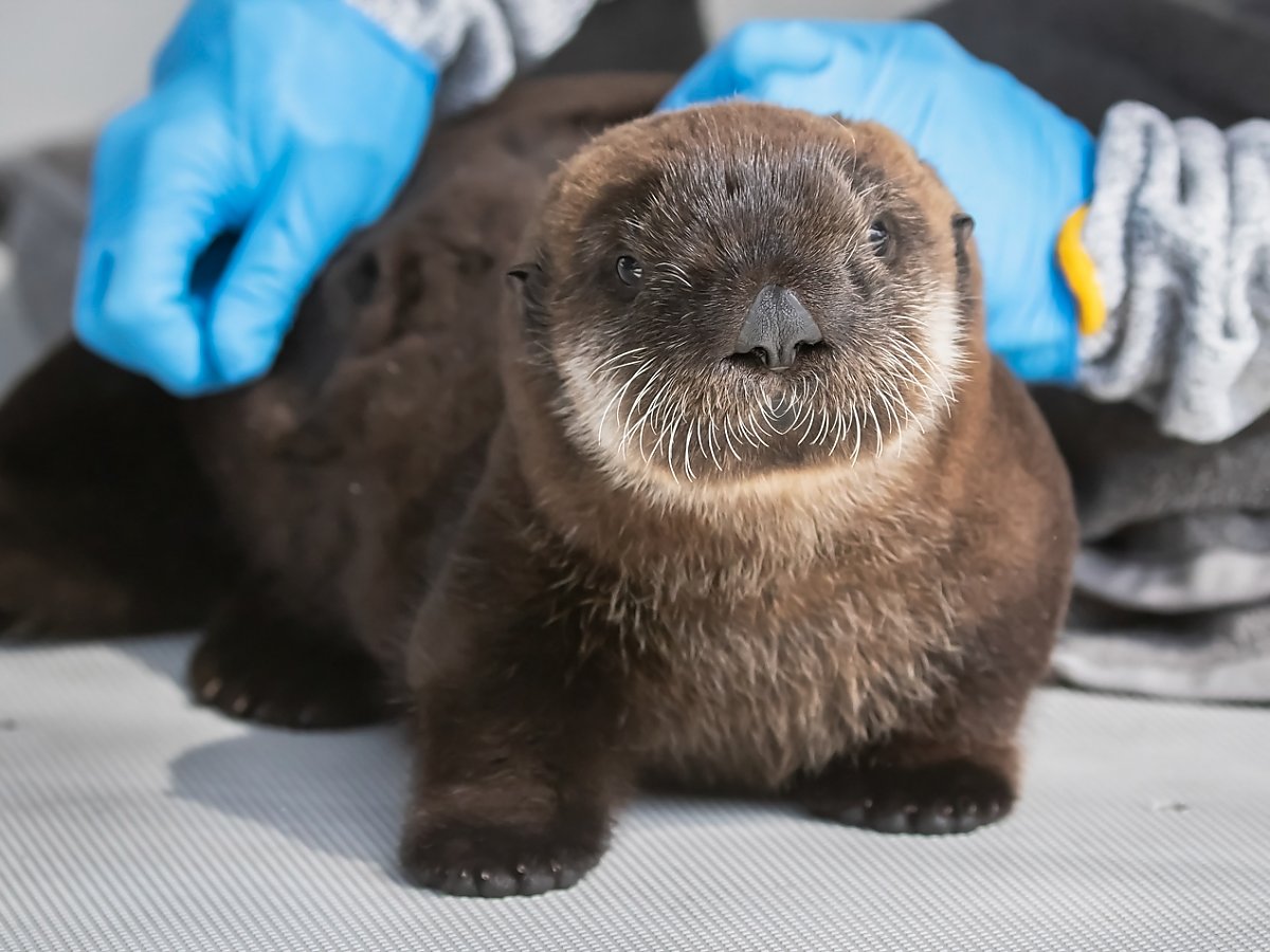 Sea otter on table with gloved husbandry person