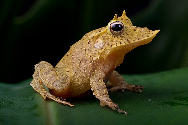Solomon Island Leaf Frog on leaf