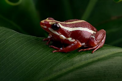 Tricolor Poison Dart Frog on leaf - thumbnail