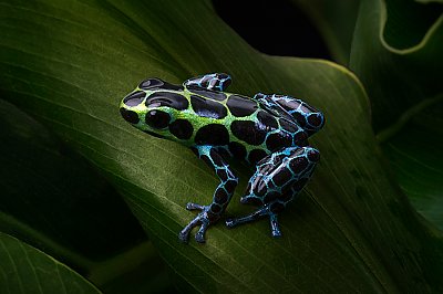 Variable Poison Dart Frog on leaf - thumbnail