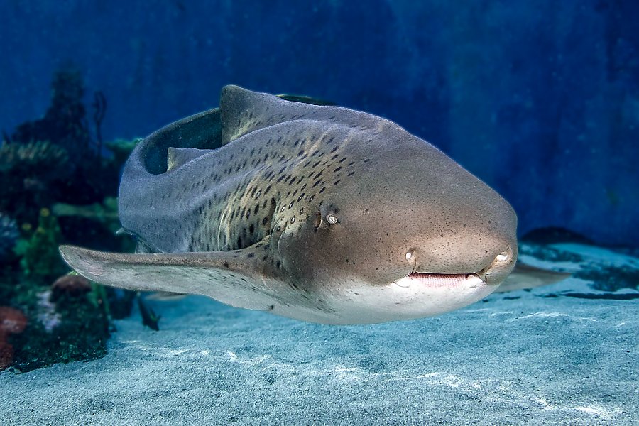 Buy a Pet Shark: Exploring the Pros And Cons of Owning a Shark  