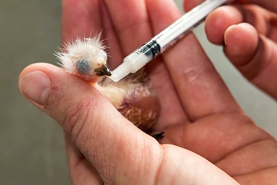 Baby lorikeet being hand fed with a syringe
