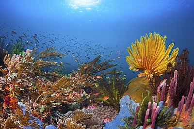 Yellow coral - thumbnail