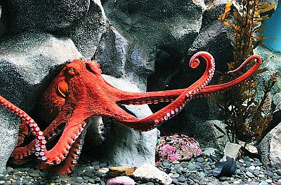 Giant pacific octopus emerging from rocks - thumbnail