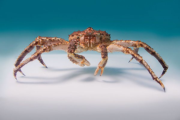 king-crab-head-on_LRG.jpg