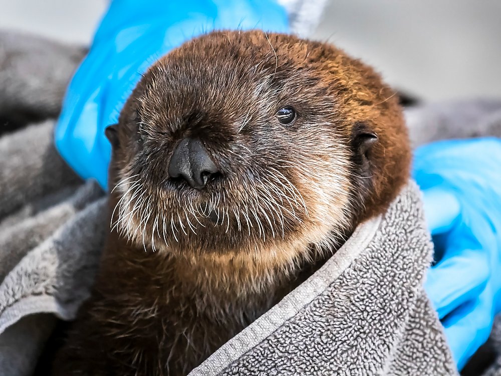 Sea otter pup wrapped in blanket