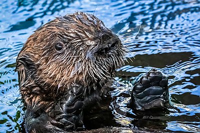 Sea otter floating in blue water with paws outstretched - thumbnail