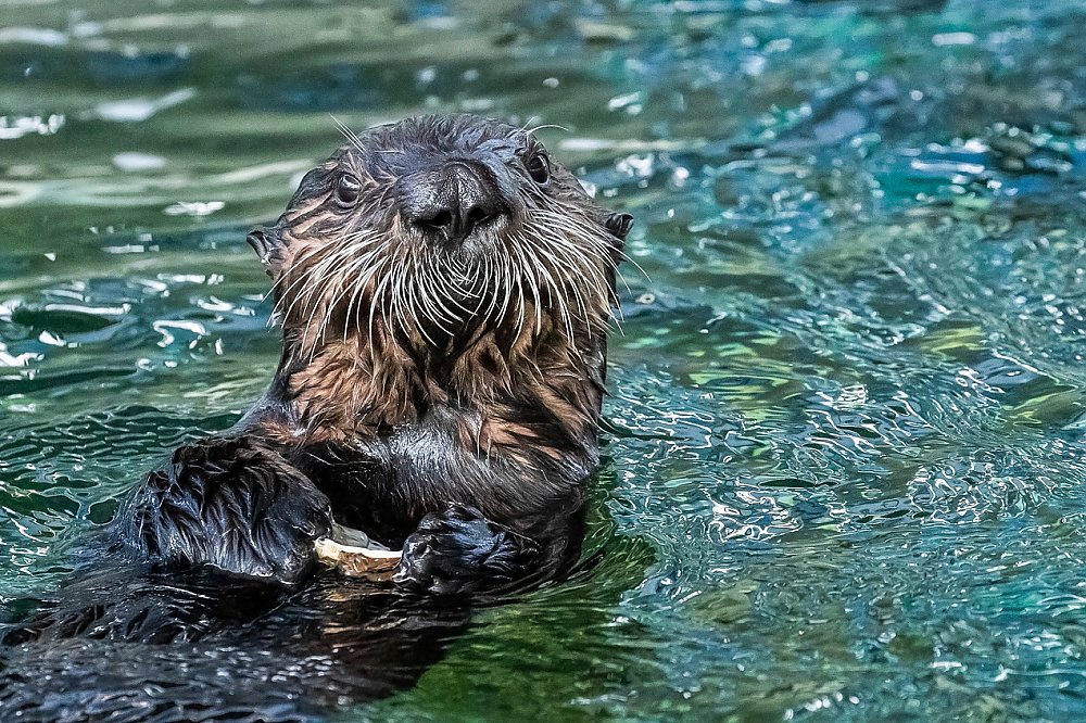 Sea otter pup with head up looking at camera