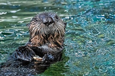 Sea otter pup with head up looking at camera - thumbnail
