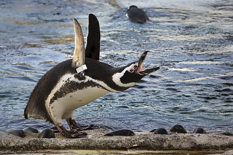 Penguin raising flippers with mouth wide open