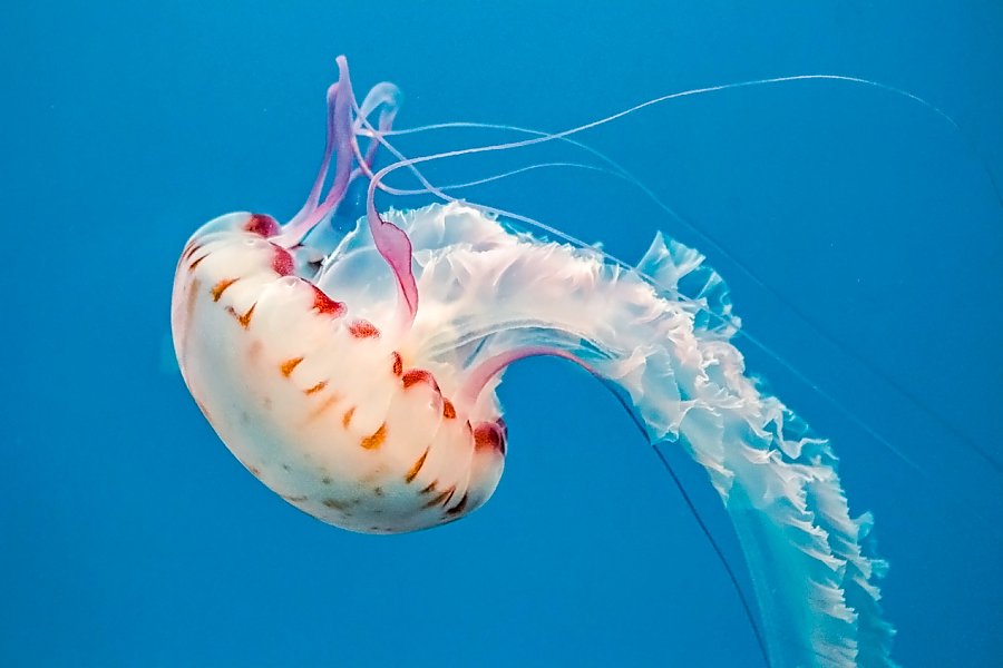 Purple stripe jelly with blue background turning around