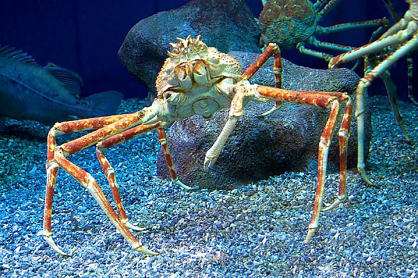 Spider crab in exhibit