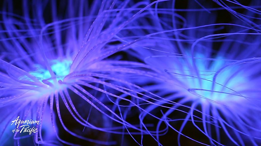 Zoom background anemone static