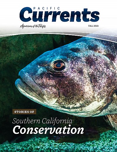 Pacific Currents Cover Fall 2023 featuring Stories of So. Cal. Conservation