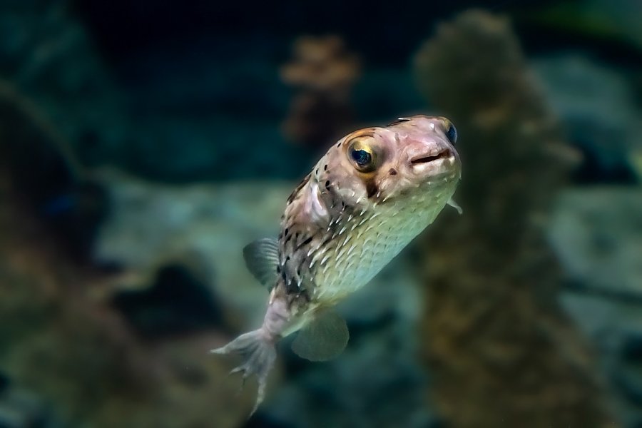 Smiling porcupinefish swimming upwards