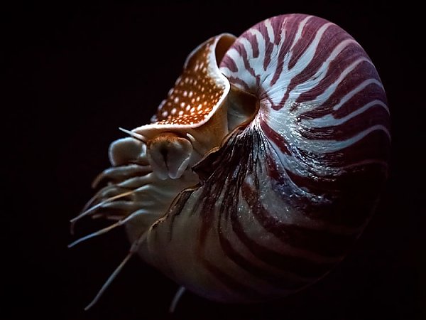 Chambered Nautilus | Online Learning Center | Aquarium of the Pacific