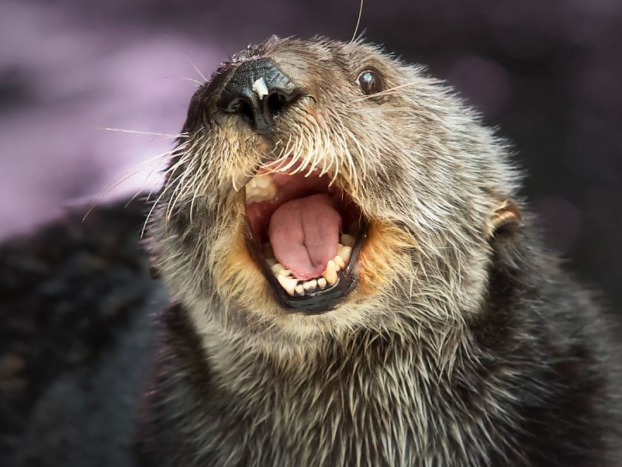 Chloe the otter with mouth open