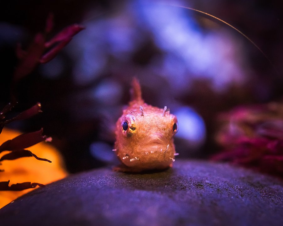 lumpsucker fish on a rock