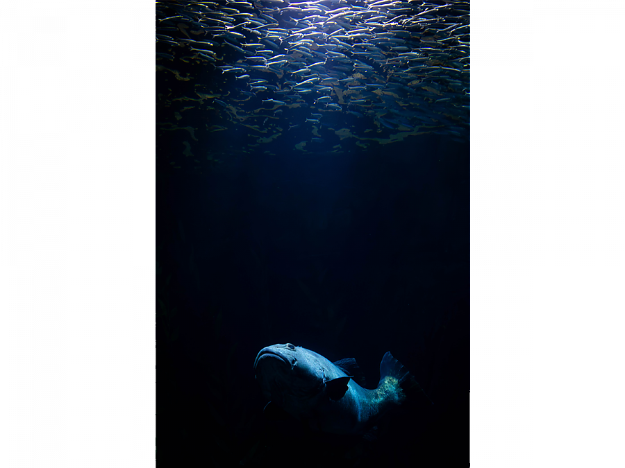 sardines swim above a giant sea bass - for main image field